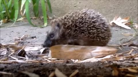 Cute Little Hedgehogs Compilation _ TRY NOT TO AWW!