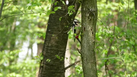 Woodpecker Birds Forest Tree Nature Carpenter