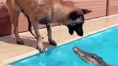 dog and crocodile