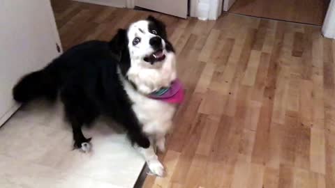 Super stubborn dog shakes head "NO" when told to eat