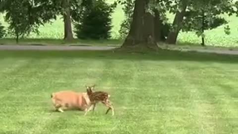 Fawn meets corgi