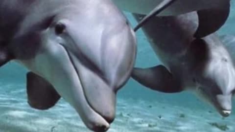 How Bottlenose Dolphins Are Incredibility Smart