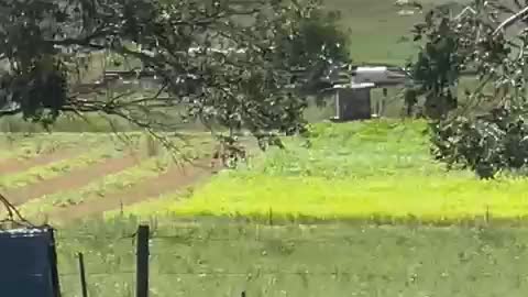 Cutting Sudan Grass ( Sorghum Feed )