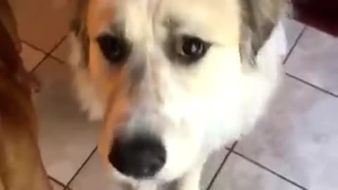 doggo eats mango for the first time