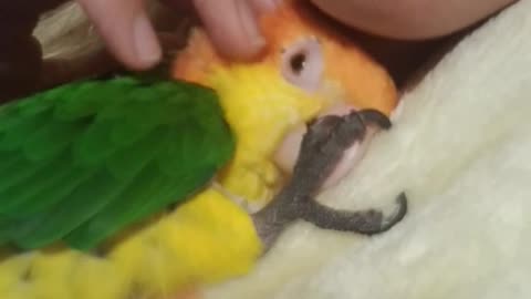 Sweet Parrot Sucking His Thumb While Getting Snuggles