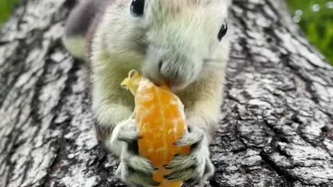 Let’s quickly skip to the most yummy part🍊😁🐿