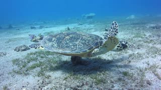 Hawksbill sea turtle swimming under the sea