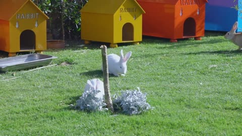 Two white rabbits sit on a green lawn and eat grass slow motion