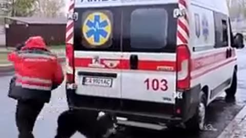 The dog that accompanies its sick master in the ambulance