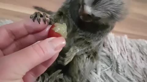 Funny baby monkey going crazy about grapes