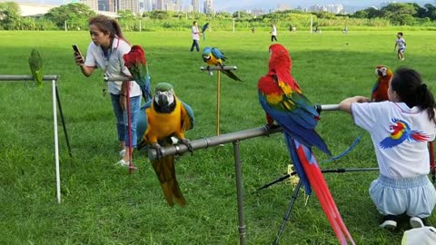 Parrots in the park ™