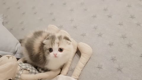 Cute Kitten Videos Short Leg Cat(very cute)