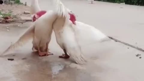 is this how duck fight with each other