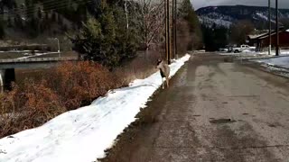 Adorable Doe Follows Woman through Town