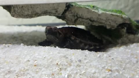 Turtle VS Crawfish Fight