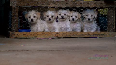 Maltese Puppies- 1