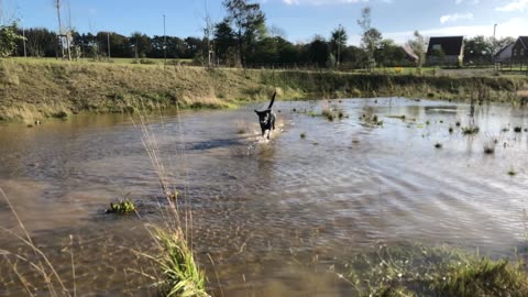 Dog happy to run in water!