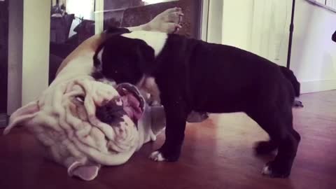 Funny bulldog adult & puppy playtime