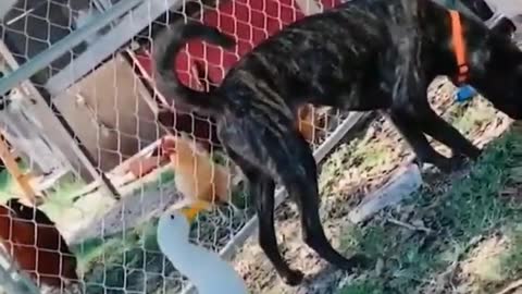 Funny Video Dog and Duck Duck Poking the Dog