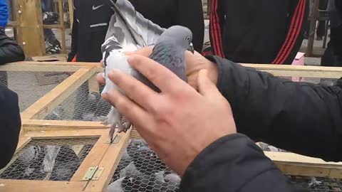 amazing pigeon compitition