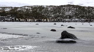 Cute King Penguin Chick Falls Through Ice