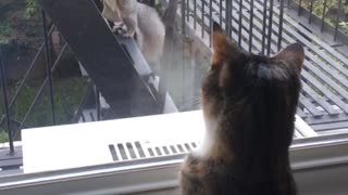 Cat staring outside window at squirrel with acorn in mouth