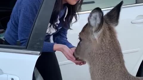 Adorable Deer Sure is Friendly