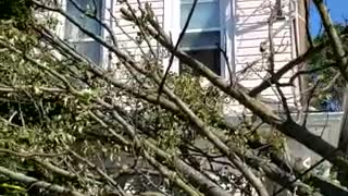 Hurricane Isaias knocks down a tree in one of the neighborhoods in New Jersey