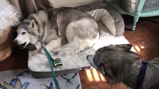 Stubborn husky continues his reign of stubbornness