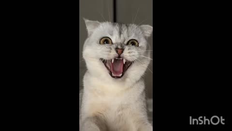 No one can't beats the cats 😺 , cats funny videos