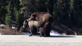 Bears Block Road Breed