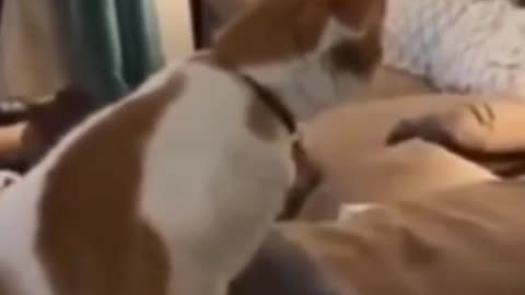 Funny Cat Reaction To Magic Trick with Blanket