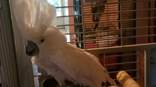 Cockatoo loves to dance along with her owner