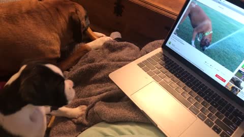 Boxer puppy watching you tube