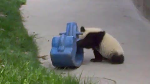 Baby Panda vs Rocking Horse. Cutest Thing Ever!!