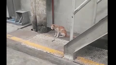 Cat playing in ground floor