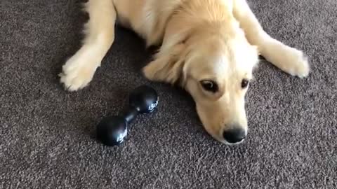 Golden Retriever gets excited about new toy!