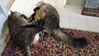 Fat Cat Fight