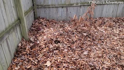 Dog Disappears into Leaf Pile Hideaway
