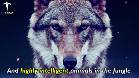 Wolves Mindsets | The legendary animal habits