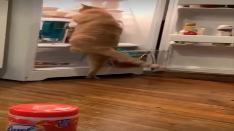The cat takes his food from the refrigerator