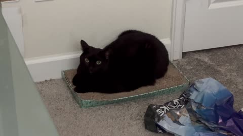 Adopting a Cat from a Shelter Vlog - Cute Precious Piper Sits on Her Office Tuffet