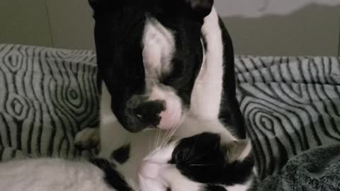 French Bulldog lovingly gives kitty best friend some kisses