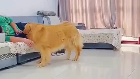 A very jealous dog