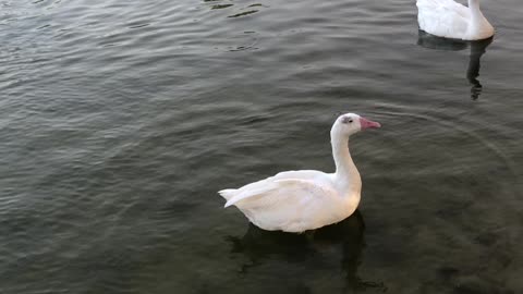 Birds watching