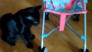 Cat playing in a pram