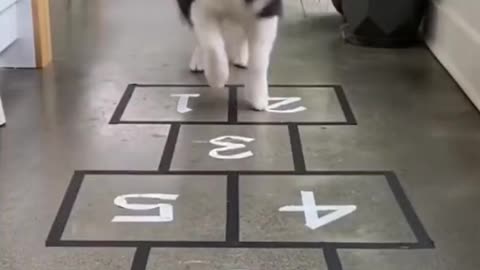 Animal,#dog #puppy#dog playing with numbers.