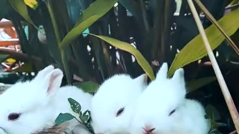 Funny and Cute Baby Rabbit compilation Videos | Baby animal video |rabbit family | funny rabbit