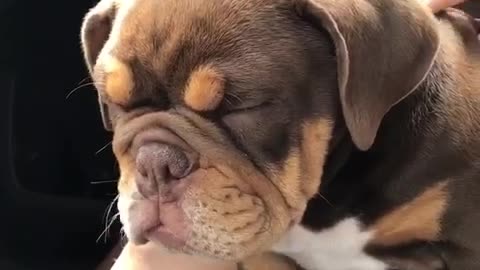 Puppy Can’t Stay Awake