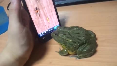 American bull frog playing funny video 🐸🐸🐸(subscribe)